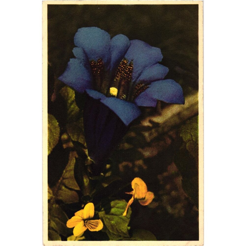 Gentiana Acaulis Postcard Mid-Century Printed Switzerland Botanical Theme Unused